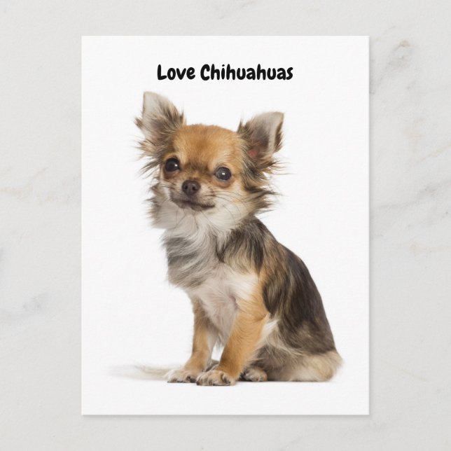 Carte Postale Love Chihuahuas (Devant)
