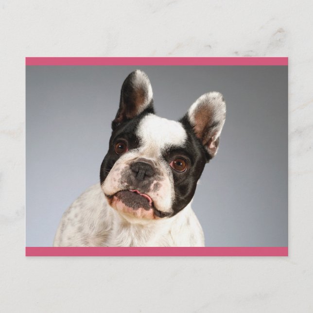 Carte Postale Love French Bulldog Chien Chien Chien Chien Pot Ca (Devant)