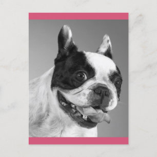 Carte Postale Love French Bulldog Chien Chien Chien Chien Pot Ca
