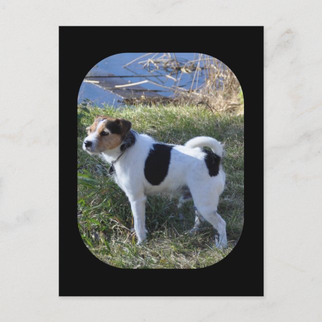 Carte Postale Love From The Dog par Janz Jack Russell (Devant)