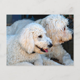 Carte Postale Love Goldendoodles 