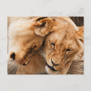 Carte Postale Love Lions bouddhiste faune
