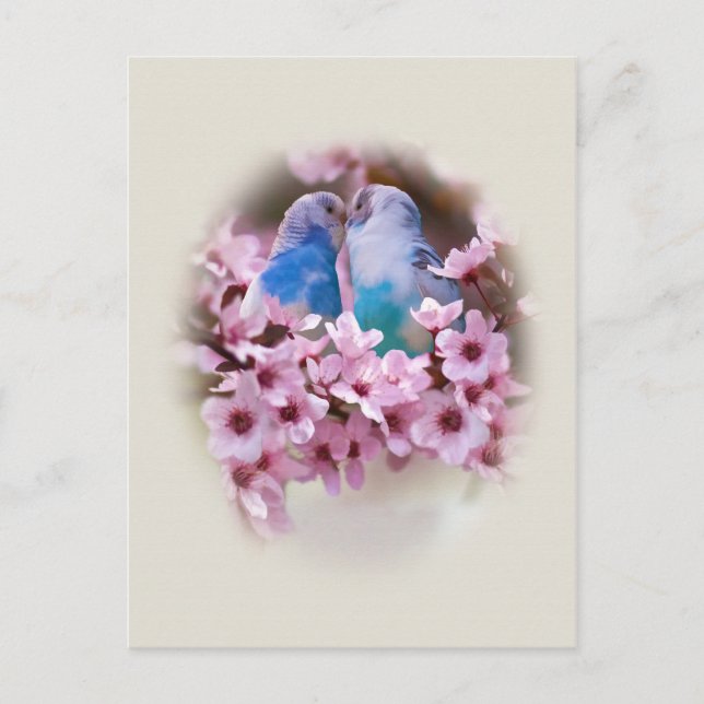 Carte postale Love Parakeets (Devant)