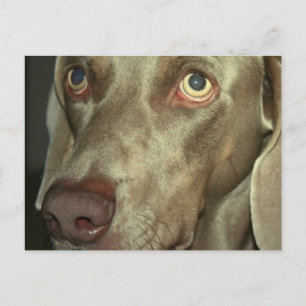 Carte postale Love Weimeraner