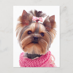 Carte Postale Love Yorkshire Terrier Chien Chien Chien Chien Bla