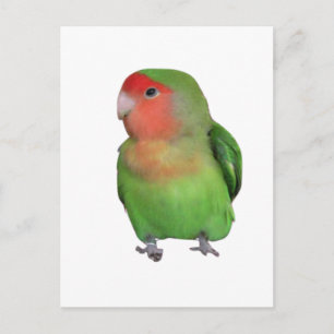 Carte Postale Lovebird à tête brune