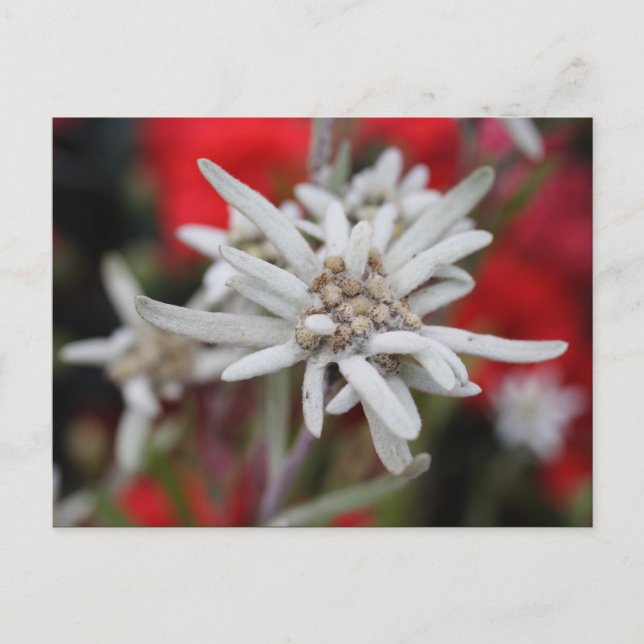 Carte Postale Lovely Edelweiss Leontopodium nivale (Devant)