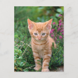 Carte Postale Lovely Kitten 7
