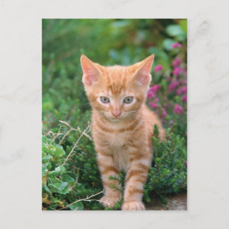 Carte Postale Lovely Kitten 7
