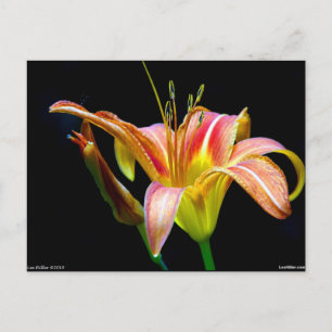 Carte Postale Lovely Tawny Daylily II Vêtements et cadeaux