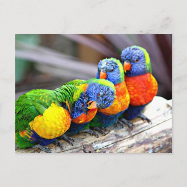 Carte Postale Lovey Dovey Parrots (Devant)