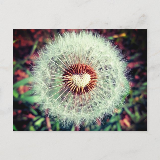 Carte Postale Löwenzahn (Devant)