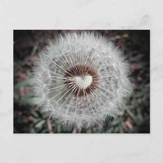 Carte Postale Löwenzahn (Devant)
