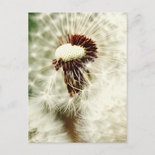 Carte Postale Löwenzahn 2012 (Devant)