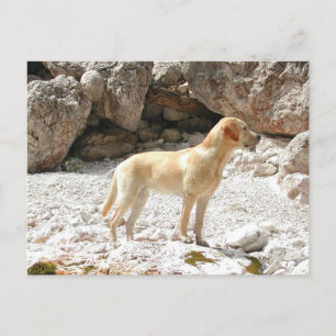 Carte Postale LR jaune plein
