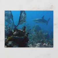 Ltd Edition Bahamian Reef Sharks