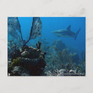Carte Postale Ltd Edition Bahamian Reef Sharks