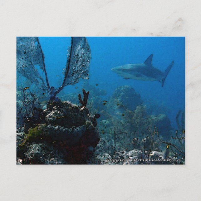 Carte Postale Ltd Edition Bahamian Reef Sharks (Devant)