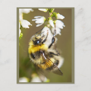 Carte Postale Lucky Bee