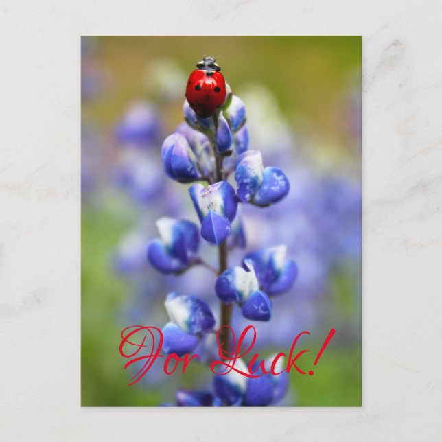Carte Postale Lucky Lady Bugs (Devant)
