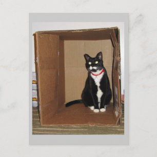 Carte Postale Lucy dans une boîte