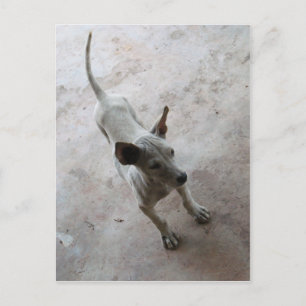 Carte Postale Luk Maa ... Chien Toutou Thai Soi