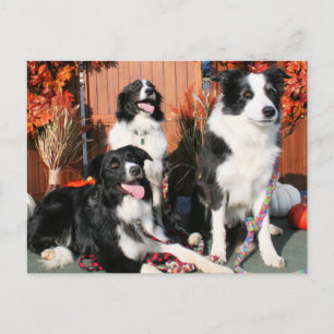 Carte Postale Luke Winnie et Lando - Bordure Collie Photo-05