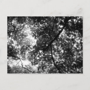 Carte Postale Lumière à travers les arbres