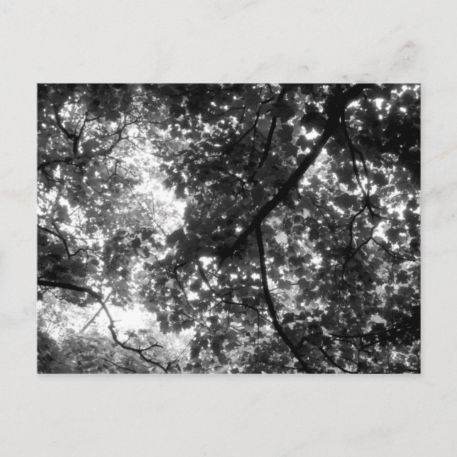 Carte Postale Lumière à travers les arbres (Devant)