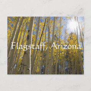 Carte Postale Lumière à travers les arbres Aspen. Flagstaff, Ari