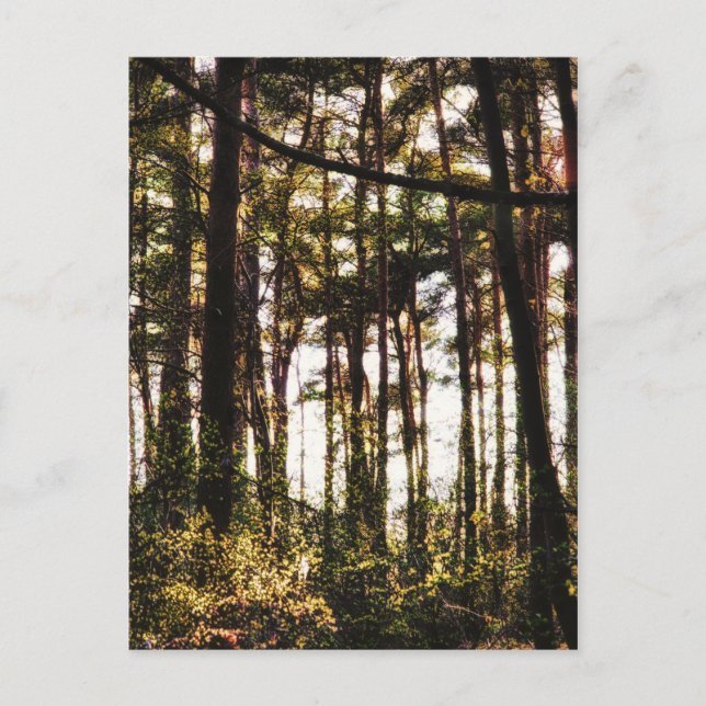 Carte Postale Lumière à travers les arbres forestiers (Devant)