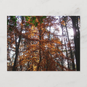 Carte Postale Lumière du soleil à travers un arbre en automne à