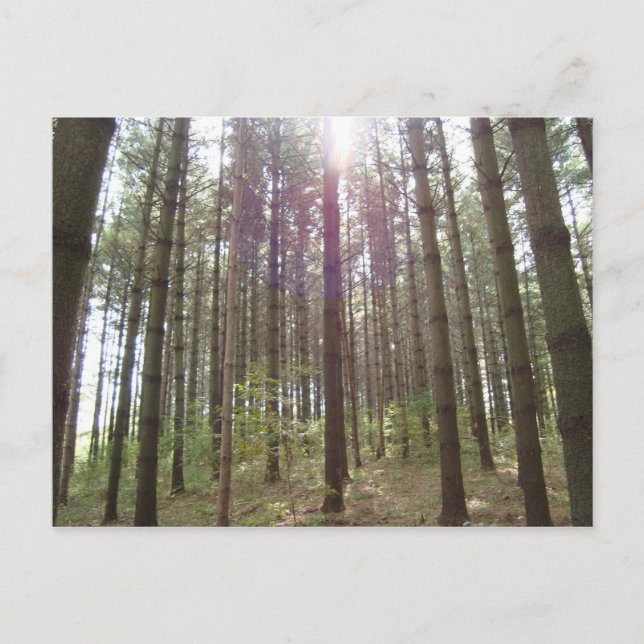 Carte Postale Lumière du soleil dans les pins (Devant)