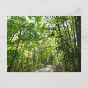 Carte Postale Lumière du soleil sur le chemin en bois au Centenn
