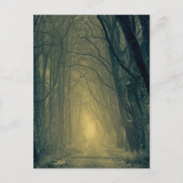 Carte Postale Lumière jaune mystérieuse dans la forêt