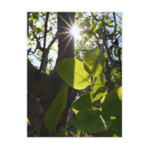 Lumière solaire et pistaches