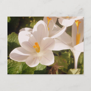 Carte Postale Lumière tachetée en fleur blanche