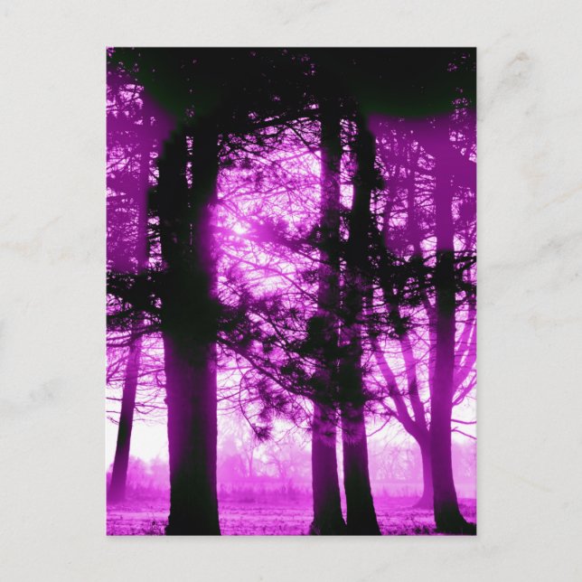 Carte Postale Lumière violette avec arbres silhouettes (Devant)