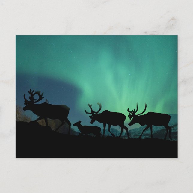 Carte Postale Lumières du caribou et du nord (Devant)