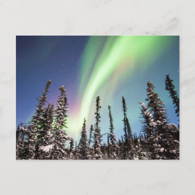 Carte Postale Lumières du Nord | Parc national de Denali (Devant)