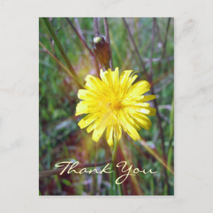 Carte Postale Luminosité du dandelion
