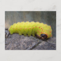 Luna Caterpillar