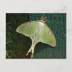 Carte postale Luna Moth.