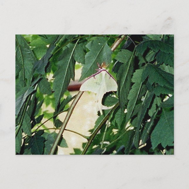 Carte Postale Luna Moth (Devant)