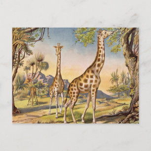 Carte Postale Lunch pour une girafe