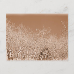 Carte postale Lune au-dessus de la forêt blanche