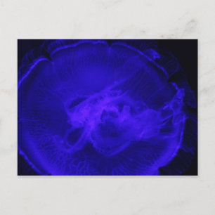 Carte Postale Lune méduse # 2