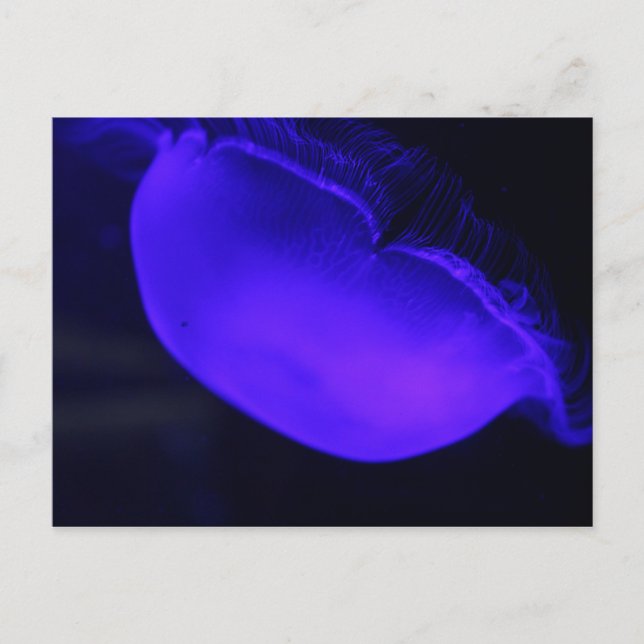 Carte Postale Lune méduse # 6 (Devant)