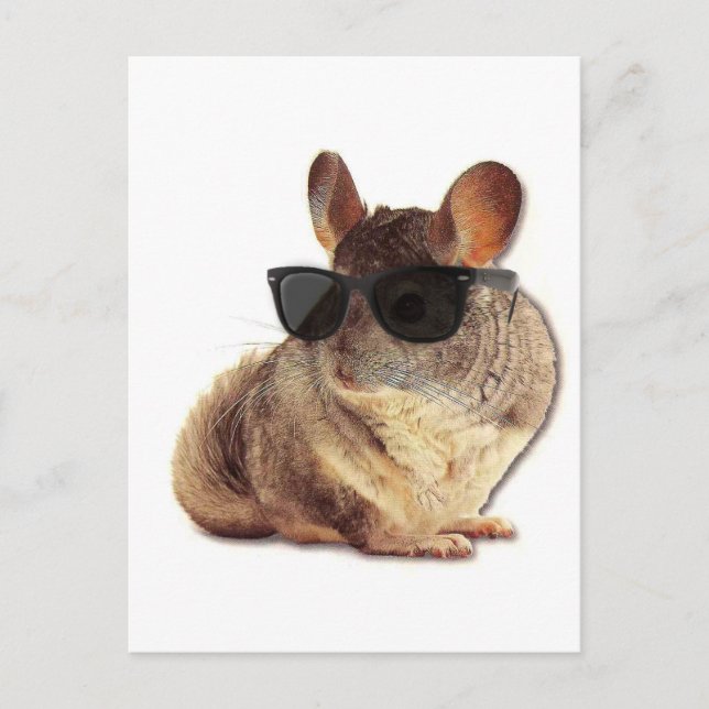 Carte Postale Lunettes de soleil Chinchilla (Devant)