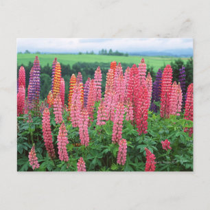 Carte Postale Lupine 2